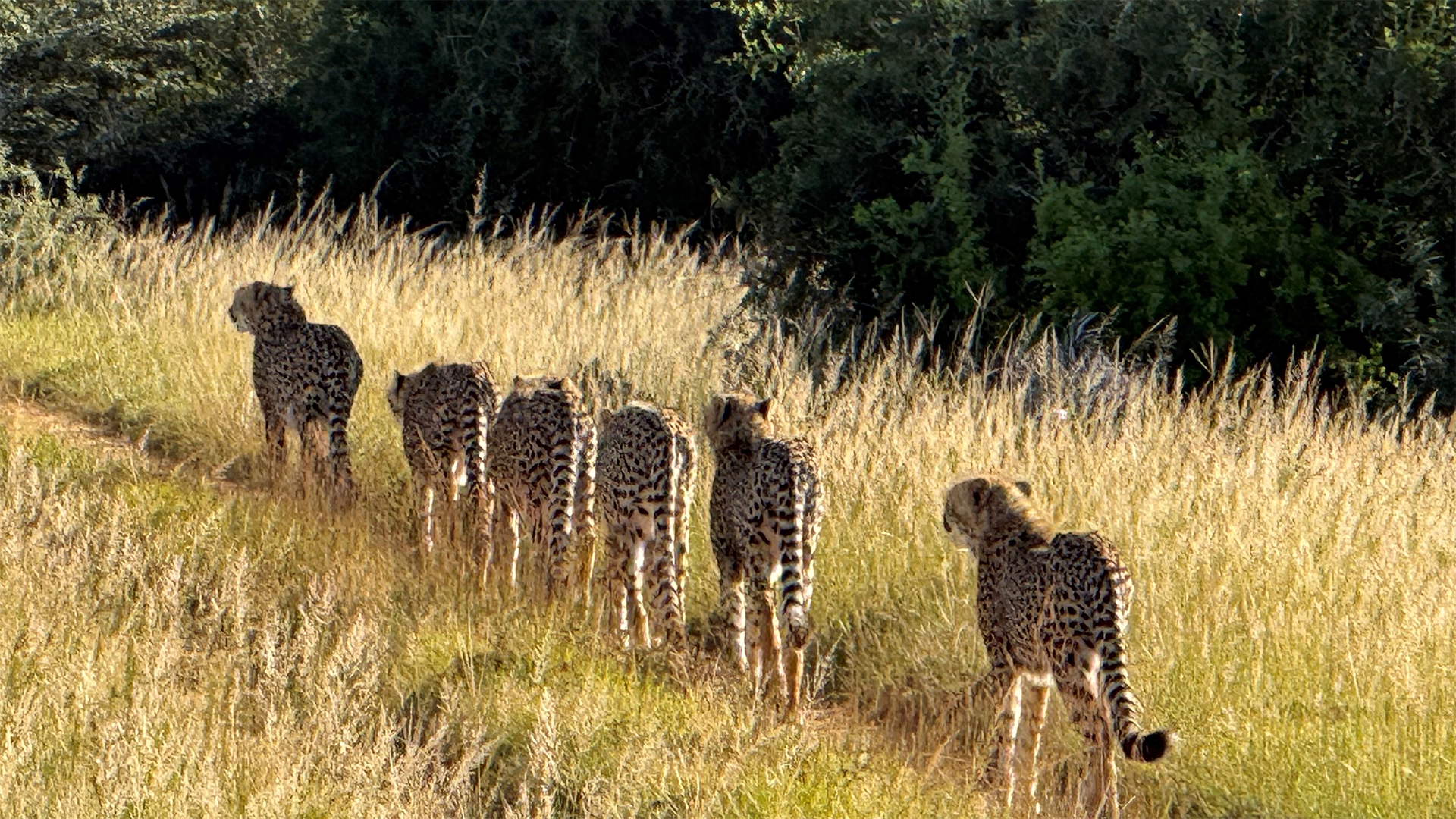 Cheetahs