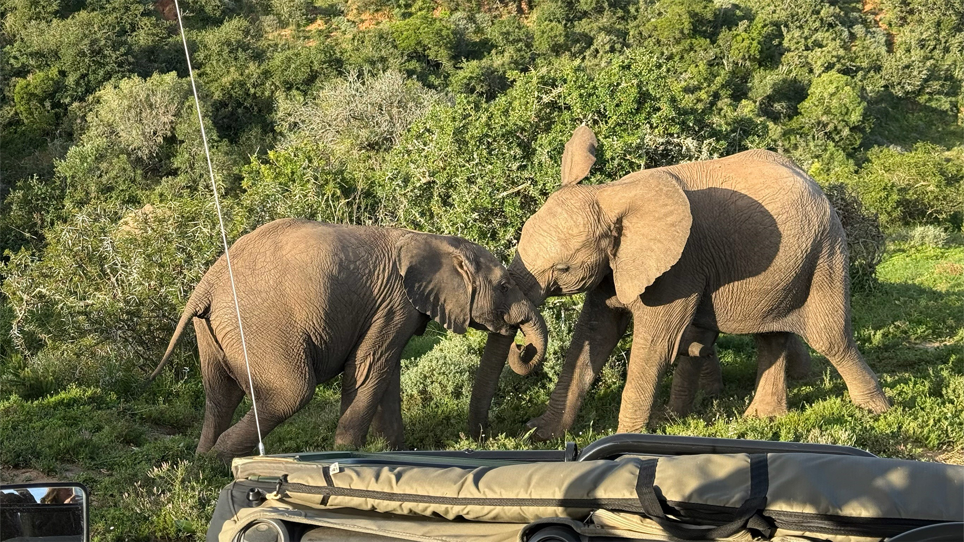 Elephants