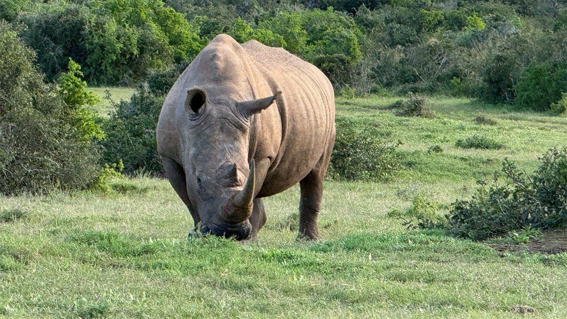 Rhino