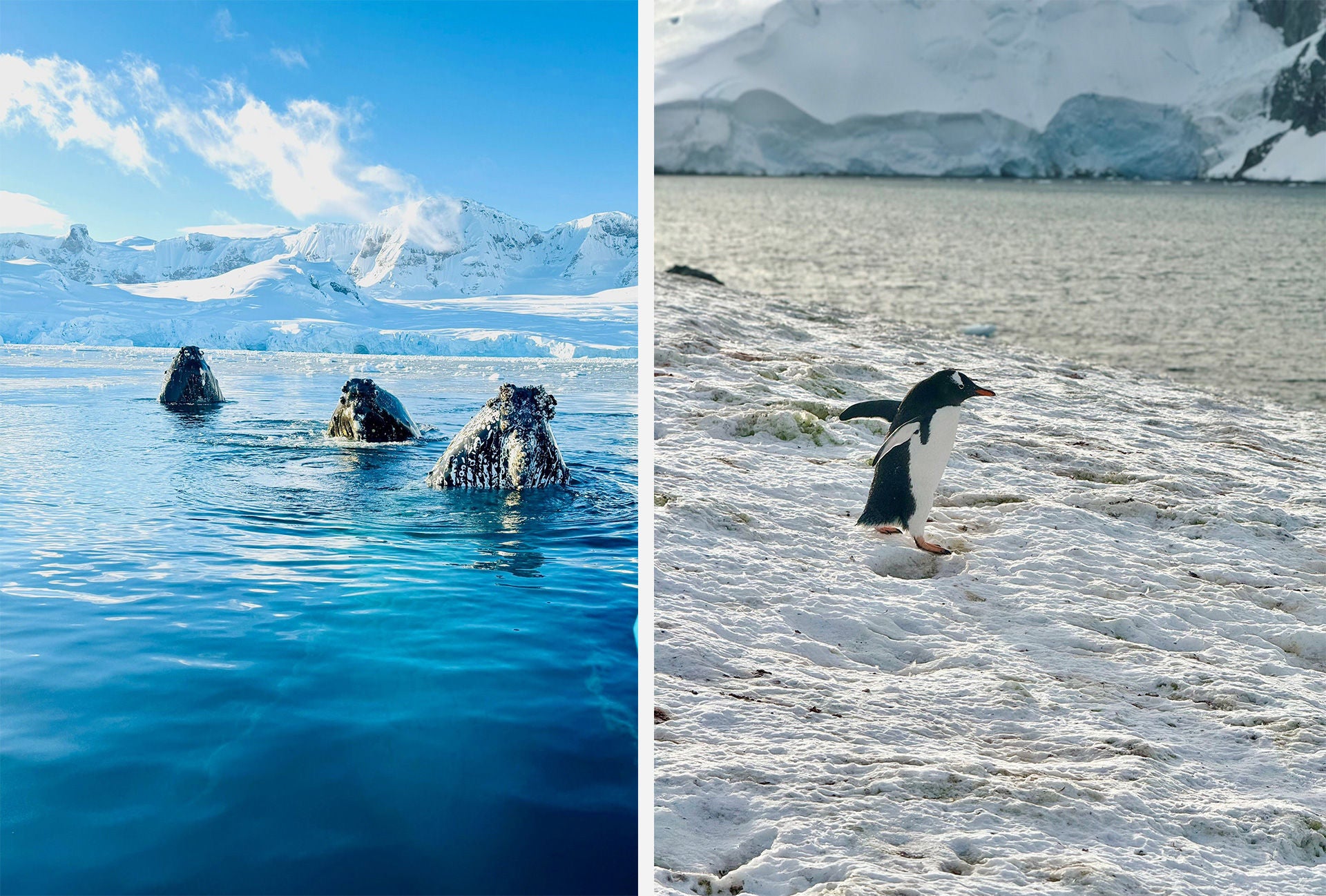 Antarctica wildlife