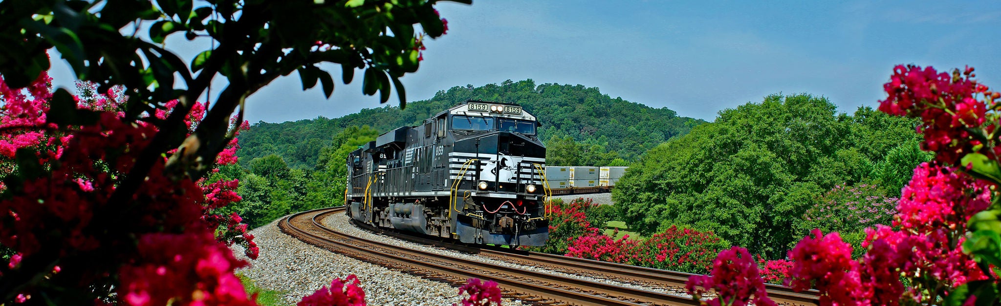 Magenta flowers in front of train