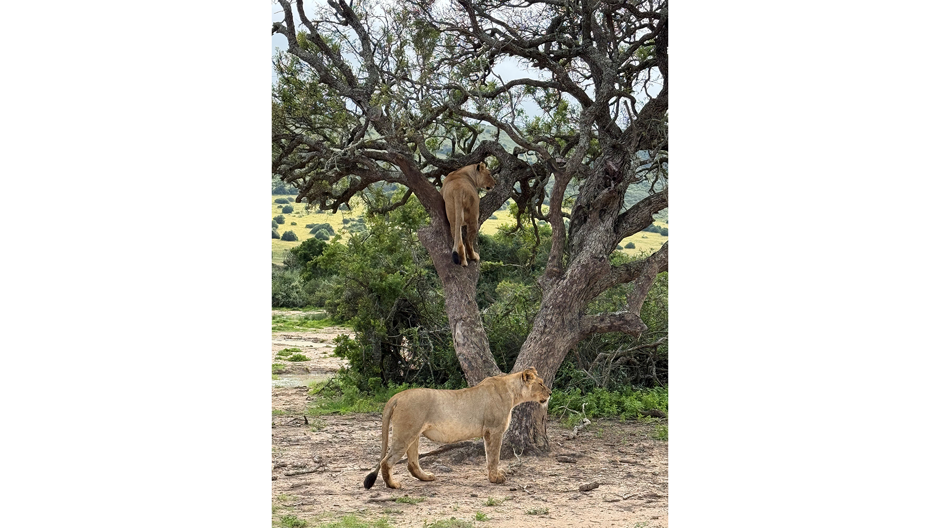 Lions