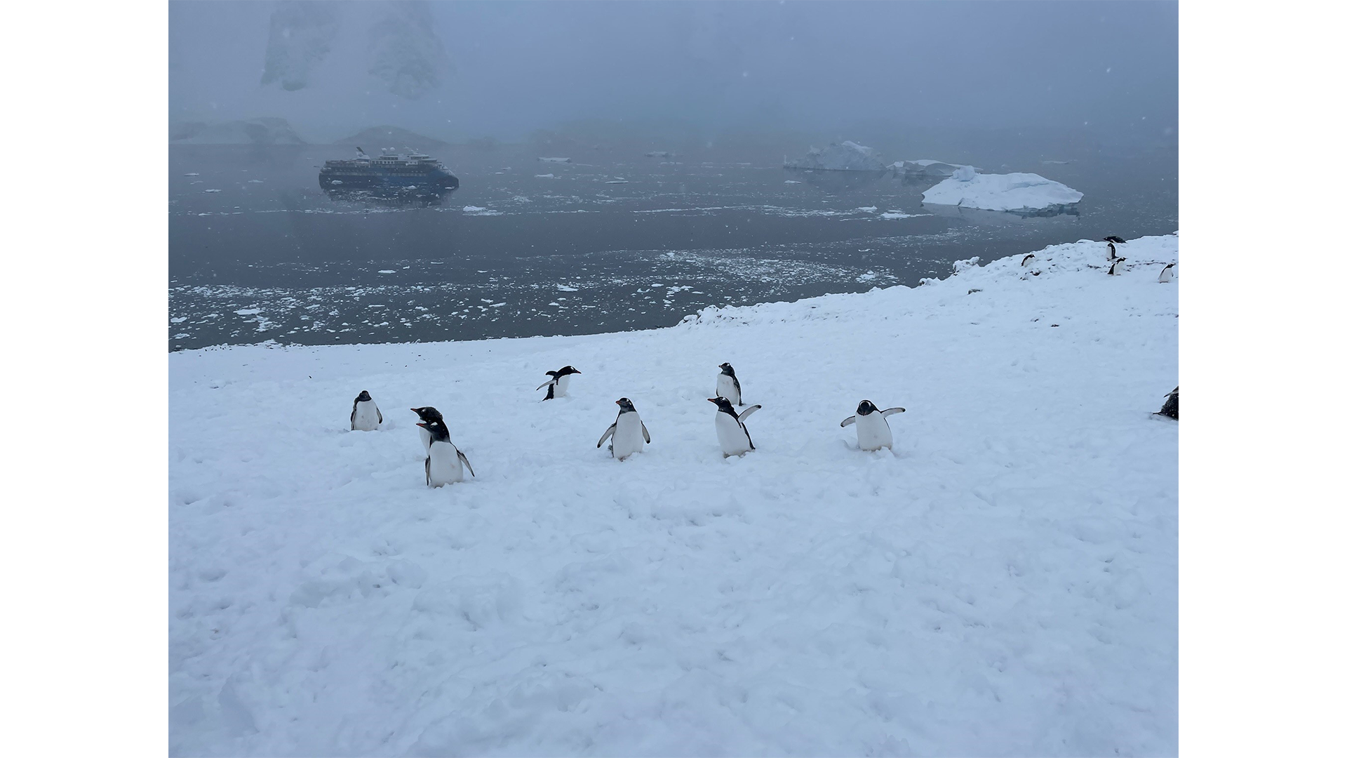 Antarctica wildlife